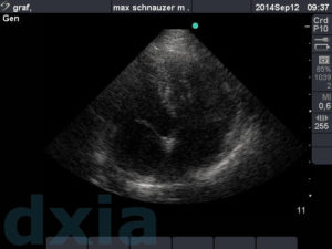 apical craneal max