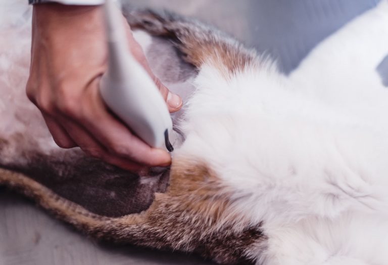 ECO Doppler Abdominal