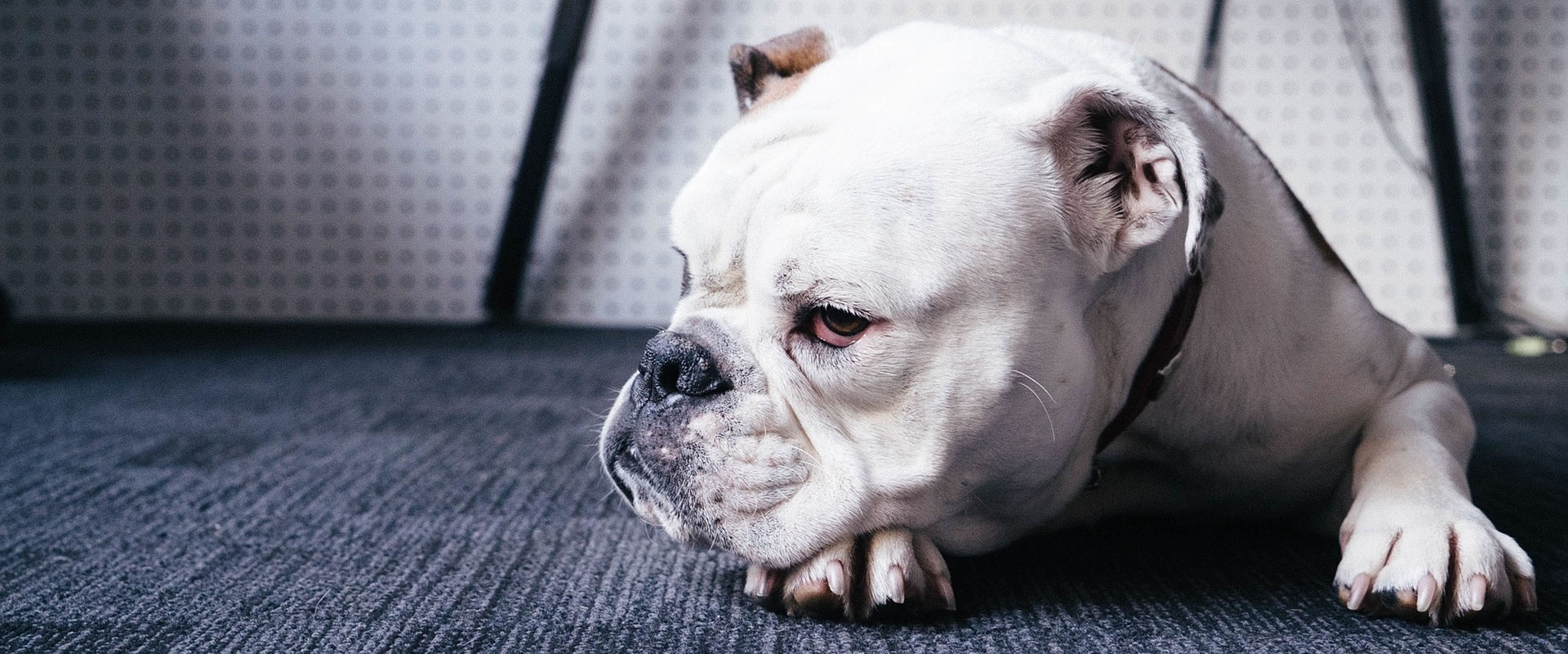 perro diagnostico imagen ambulante dxia