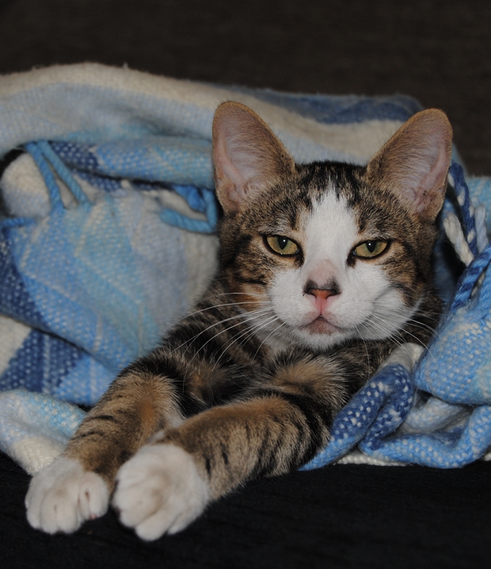 Ecografia abdominal curso