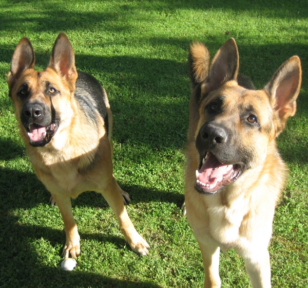 Ecografía Abdominal Curso AB