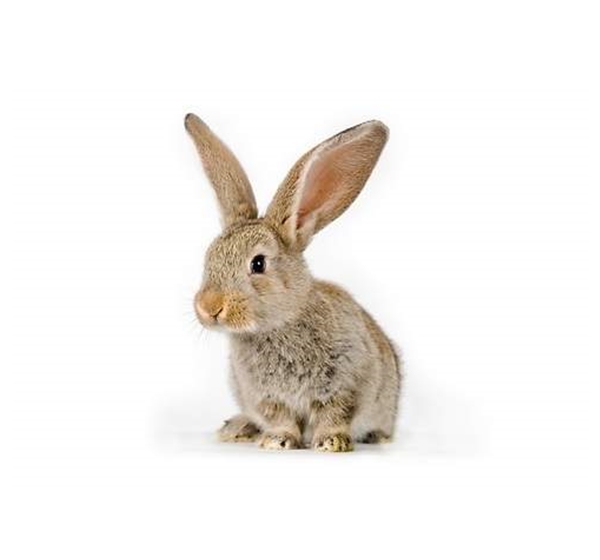 Ecografía Abdominal Formacion Dxia Curso