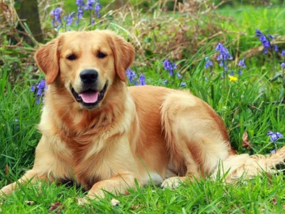 Golden Retriever Scott