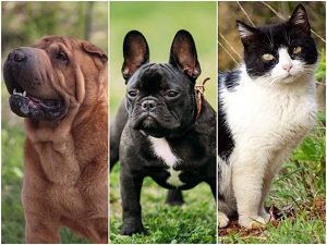 PAF DXIA Caso Comparativa