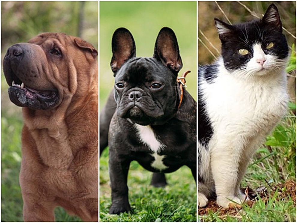 PAF DXIA Caso Comparativa