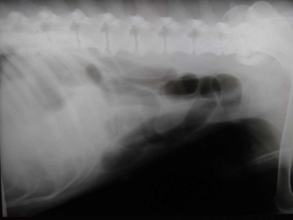 PIPO RX ABDOMINAL LATERAL IZQUIERDA