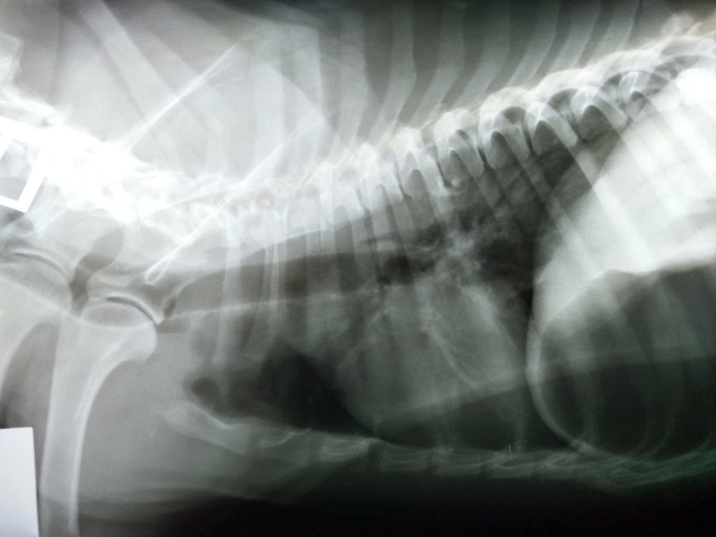 PIPO RX TORAX LATERAL