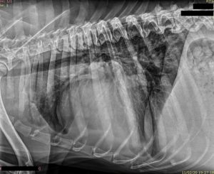 Placas RX Rita 01 DXIA