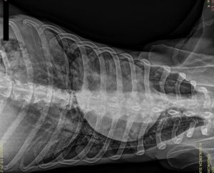 Placas RX Rita 03 DXIA