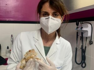 DXIA Teresa Marti Exotico Pogona RX Ecografia