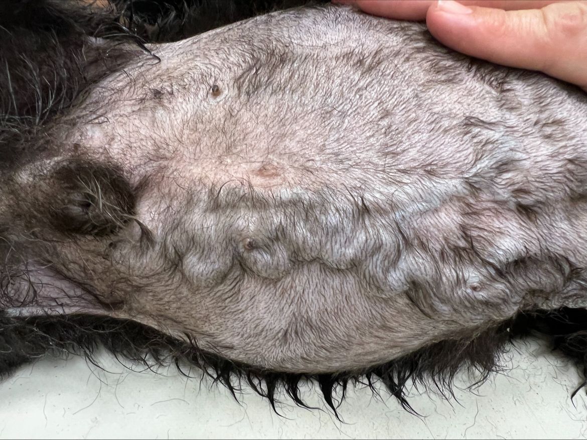 tumor en base cardiaca