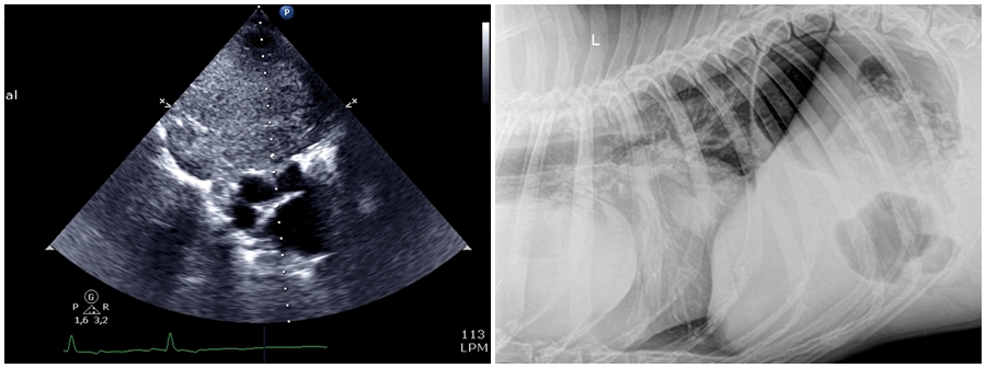 Tumor ectópico de tiroides o hemangiosarcoma