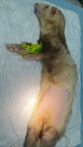 estudio-abdominal-huron